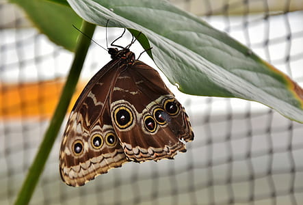 Morpho butterfly perched under green leaf selective closeup photography
