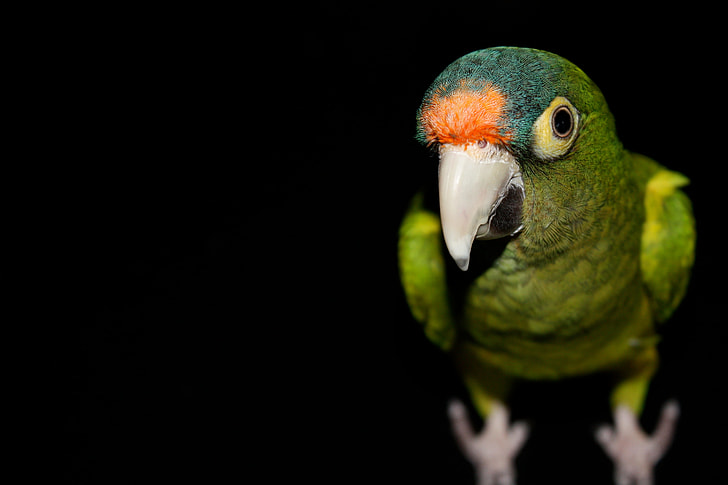 close up photography of green bird