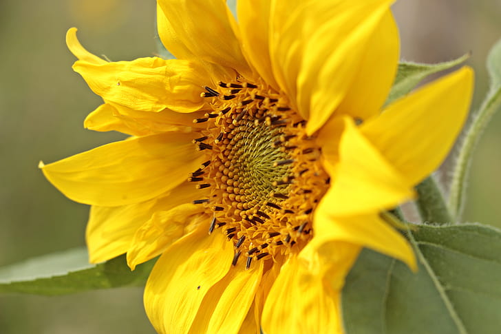 sunflower in macro shot photography