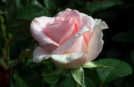 macro shot photography of pink rose with water drops