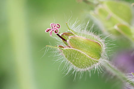 close up photography of flower bud