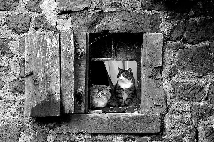 two cats on window grayscale photos