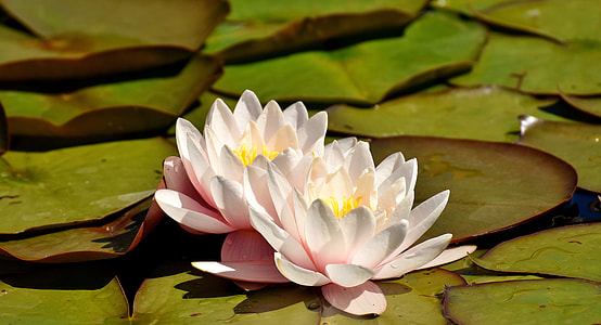 closeup photography of white waterlilies near green pods