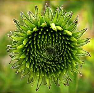 green chrysanthemum flower in closeup photography