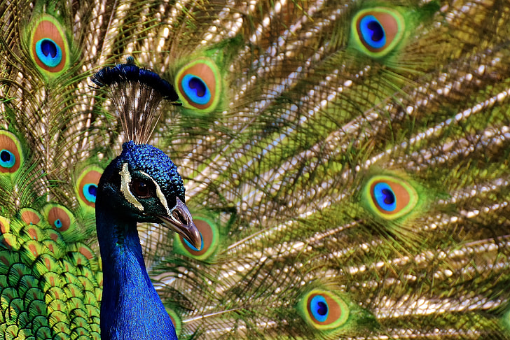 macro photography of blue and green peafowl