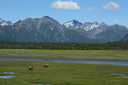 View of a Grazing in Pasture
