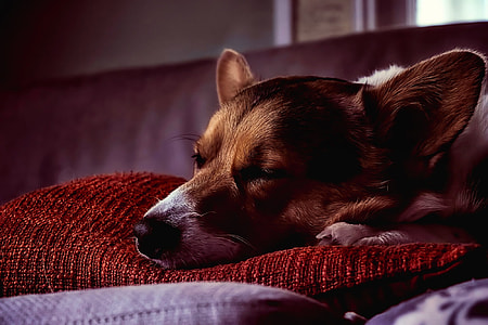 white and brown jack russell terrier lying on red pillow