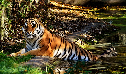 tiger sitting under tree