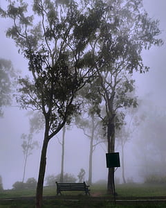 Park Covered With Fog