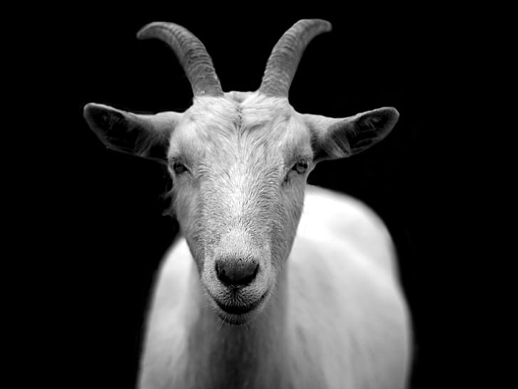 white mountain goat