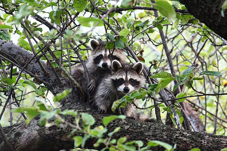 two raccoons on gray tree branch during daytime