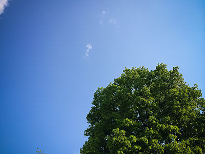 Sky with Tree