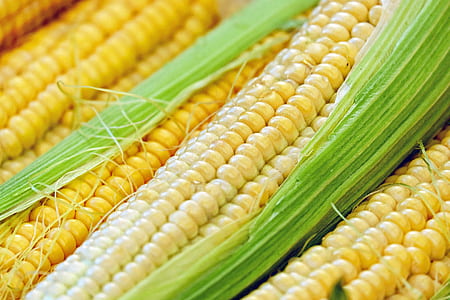 closeup of four yellow corns