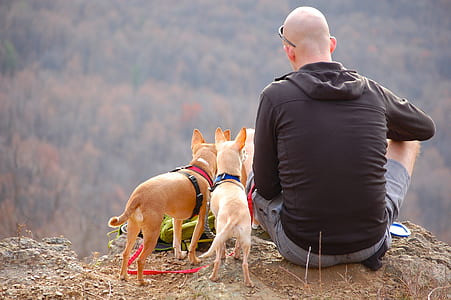man wearing black hoodie sitting on hill with dogs
