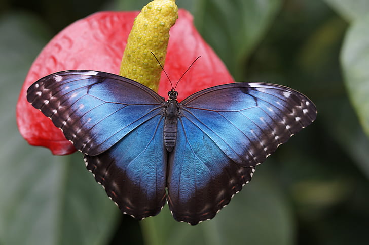 blue morpho butterfly perched on red petaled flower in closeup photography