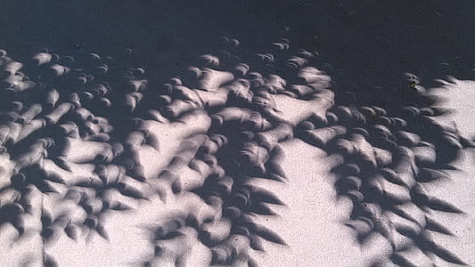 shadow, black and white, abstract, shape, eclipse