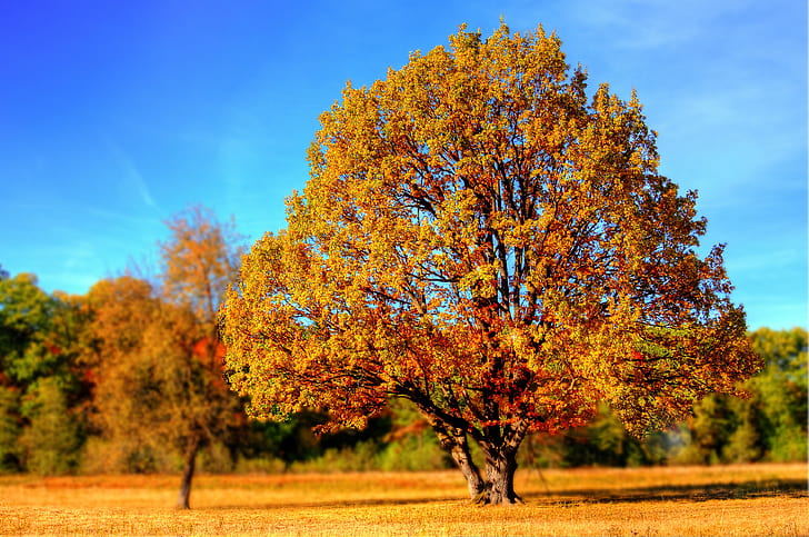 tree with autumn leaves