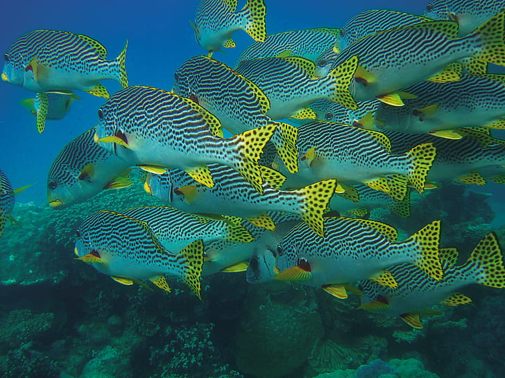 school of gray-black-and-yellow sea fish