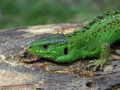 green and black lizard closeup photo
