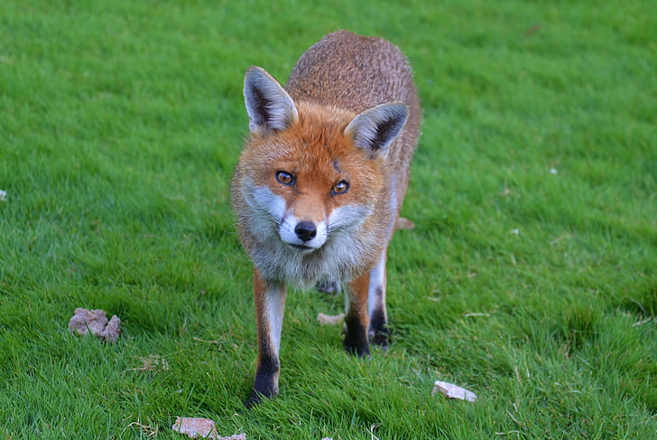 Fox on green lawn