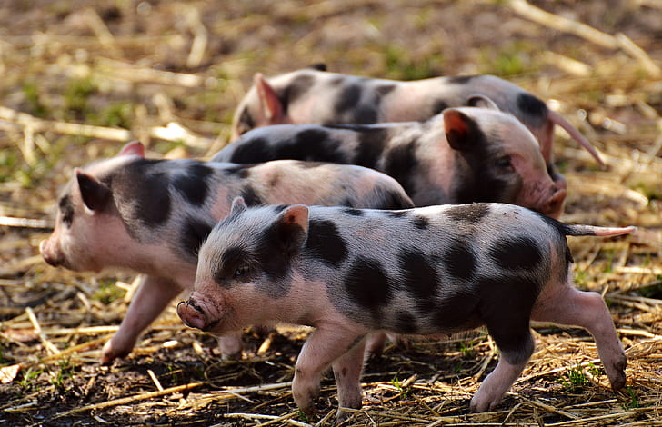 four black-and-pink piglets