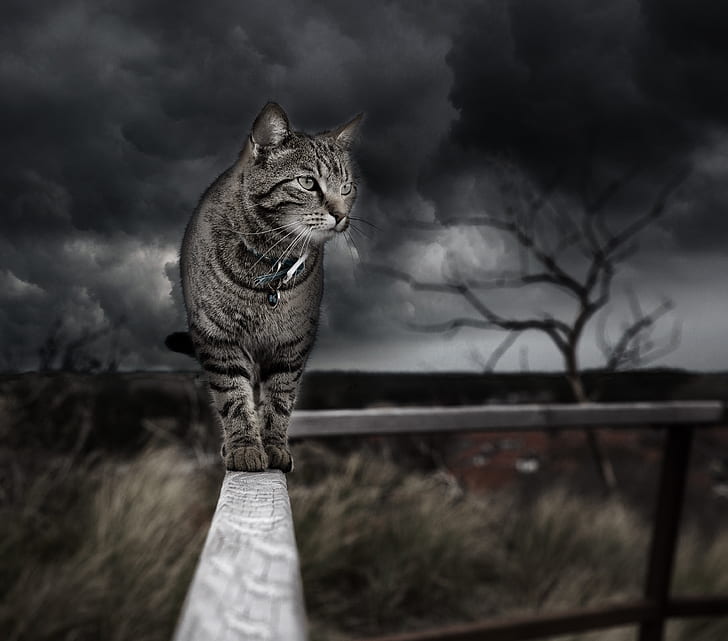 gray tabby cat on handrails