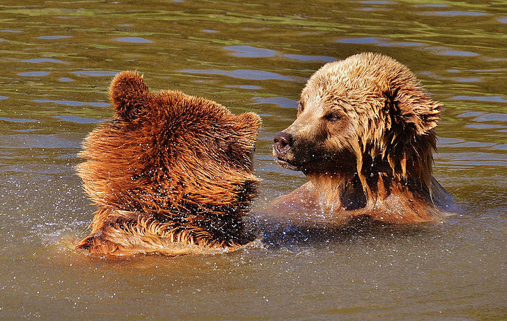 two bear cubs in body of water