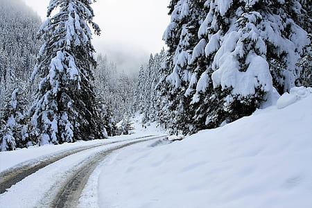 snow-covered road and trees on side