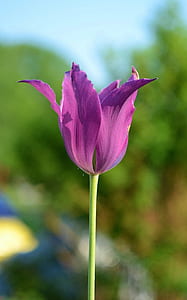 purple tulip in bloom at daytime
