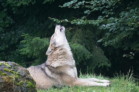 white and beige howling wolf on green grassfield