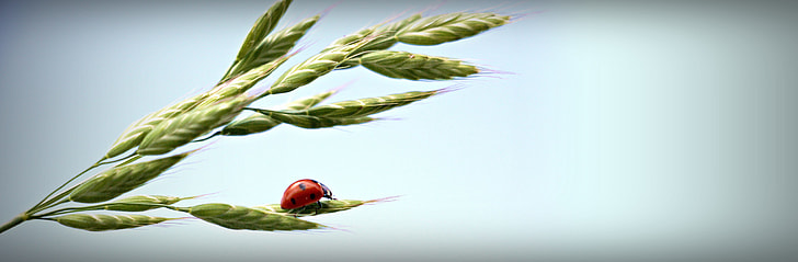 lady bug on top of grass during daytime