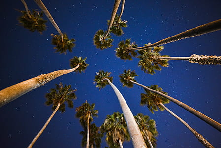 Palm Trees Under Blue Skies With Stars at Nigh Time