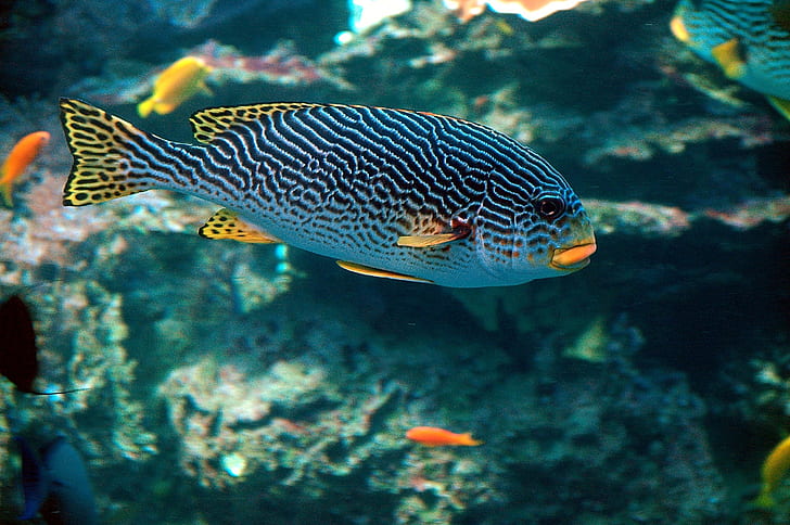 underground photo of gray, yellow, and blue pet fish