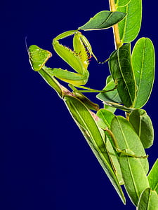 green praying mantis perched on green leaf plant
