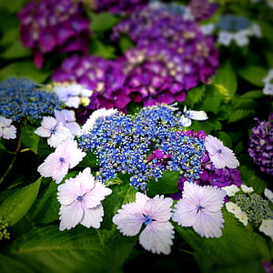 shallow focus blue and white flowers