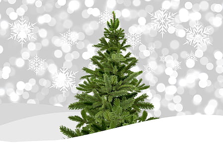 photo of green Christmas tree