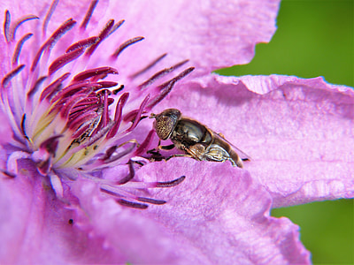 hoverfly perched on purple petaled flower closeup photography