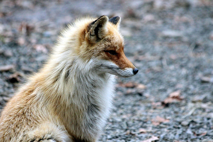 focal focus photography of white and brown fox