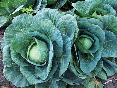 two green cabbages
