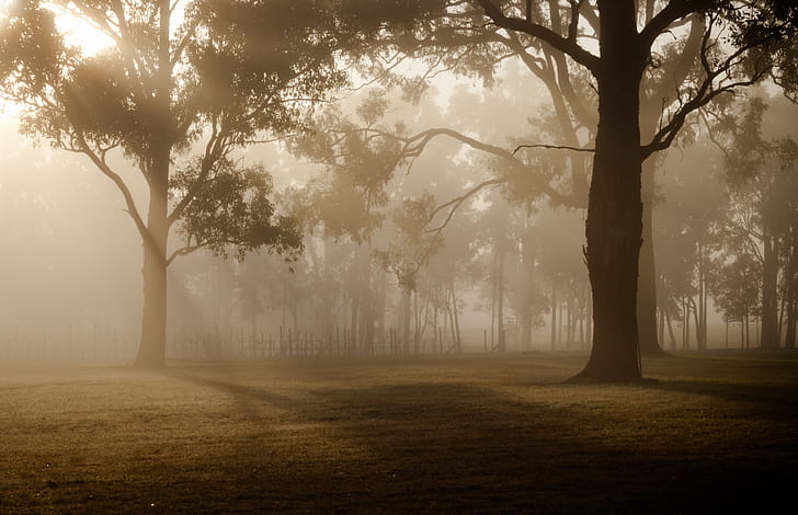 foggy forest photograph