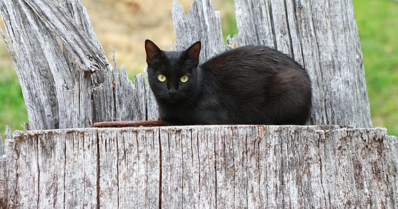 shallow focus photography of black cat sitting on gray wood stump