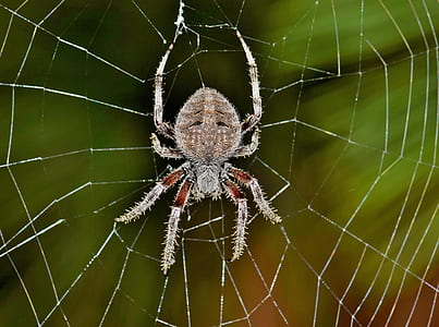 closeup photo of orb-weaver spider