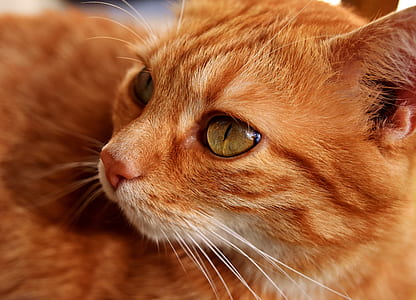 Royalty Free Photo Close up Photo Of Orange Cat PickPik