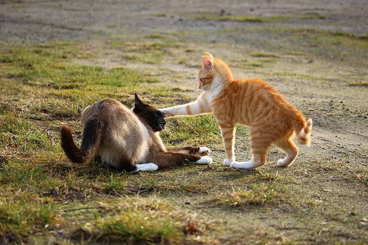 two orange and Siamese cats playing on grass field
