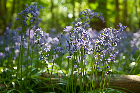 Sunlit bluebells sit in the woods