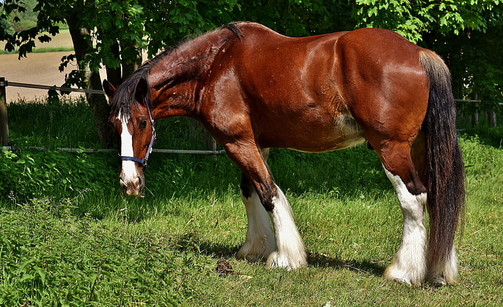 closeup photo of brown horse near tree