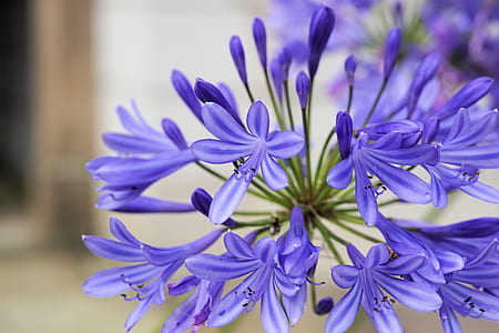 close up photography of purple cluster petaled flowers