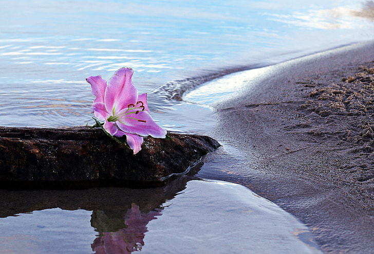 stargazer lily on a brown rock on beach