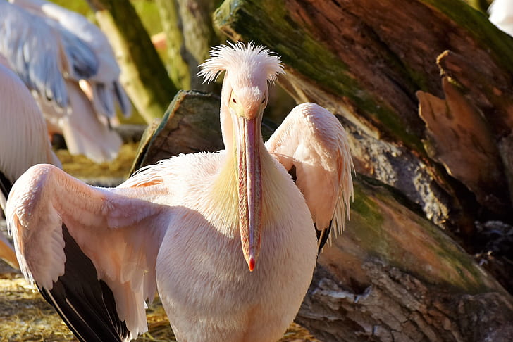 closeup photo of white toucan