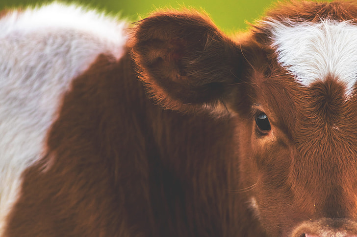 Closeup shot of a cow in a field on a farm